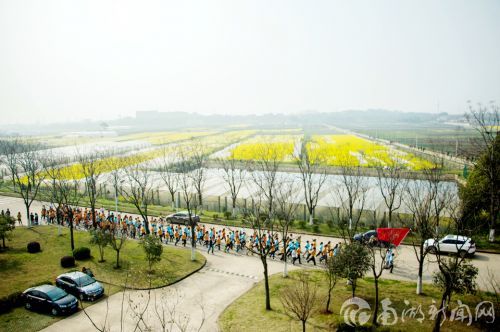 华农酷跑，途经油菜花海