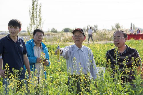 傅廷栋、关桓达等查看盐碱地饲料油菜种植情况