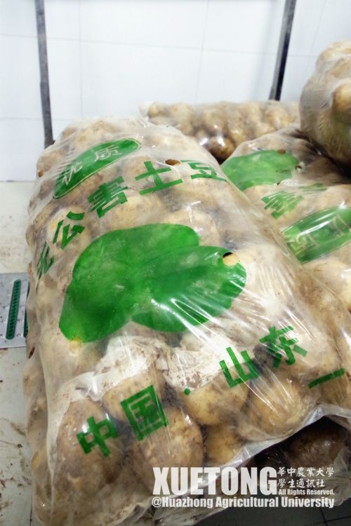6.产自山东的无公害土豆