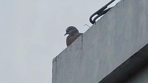 3月11日，在房顶上守护孩子的大斑鸠