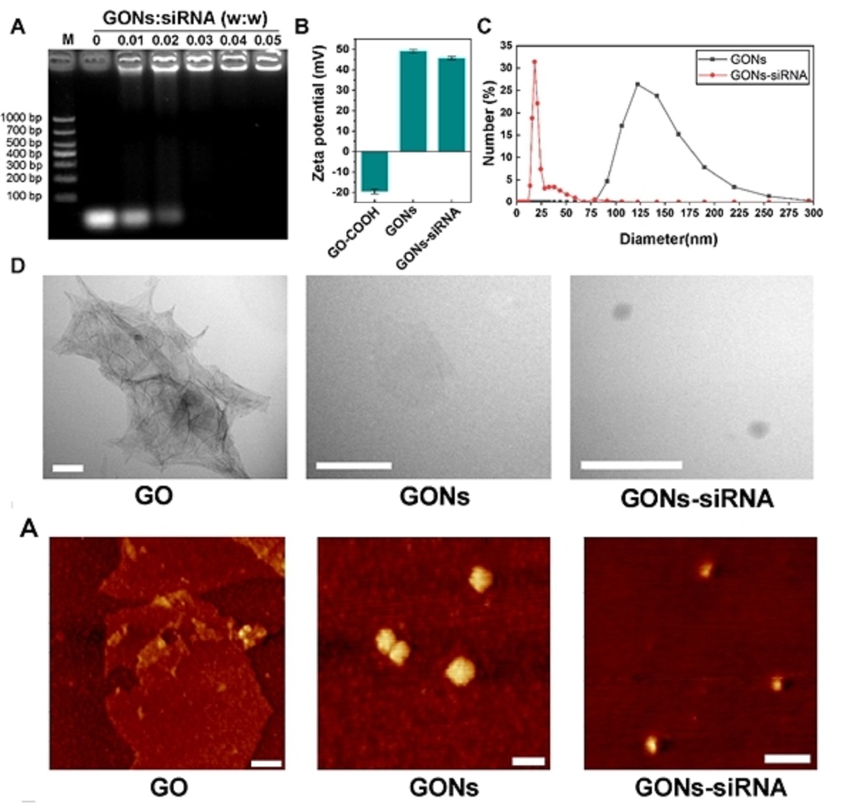 图2 GONs-siRNA的表征