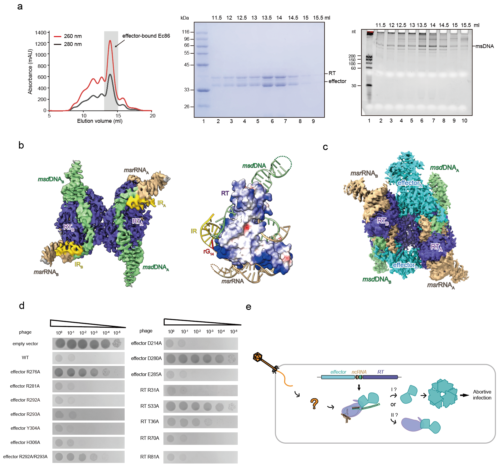图2. 细菌Retron-Ec86复合物的组装(a)、逆转录酶RT和msDNA的二元复合物结构(b)、Retron结合效应蛋白的三元复合物结构(c)、Retron系统抵抗噬菌体感染(d)以及Retron系统的工作模型(e)
