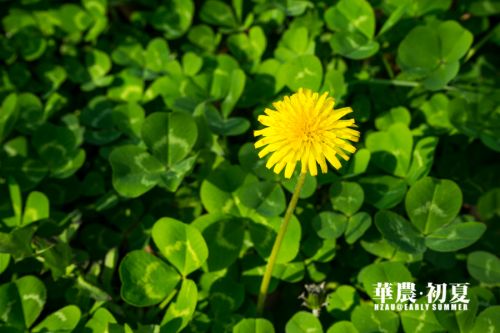 9.夏日多晴,路旁的小花染上了太阳的热烈