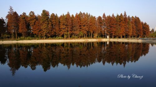 湖光红叶两相和