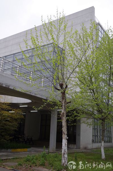 图书馆旁的不育悬铃木