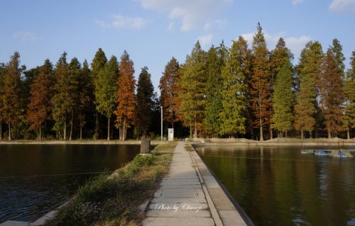 通向杉树林的迷人小道