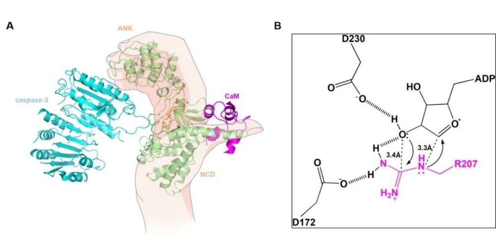 图1. CaM-CopC-caspase-3三元复合物结构