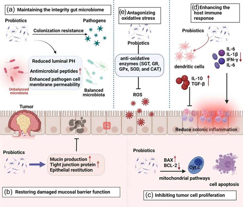 图片2_益生菌预防 CRC 发生的作用途径