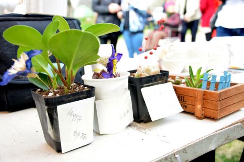 贴着祝福，作为爱心赠与孤儿院小朋友的小植物