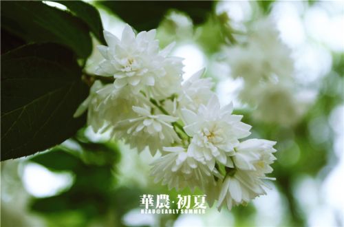 13.溲疏花开了,午后微风拂过,淡淡花香可否解你烦闷,是夏天呀,你感受到了吗?
