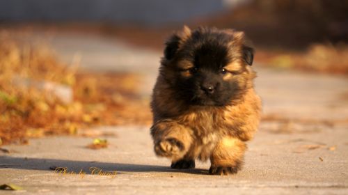 看门师傅家的憨厚小狗