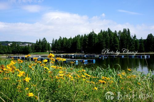 阳春四五月,草与水同色