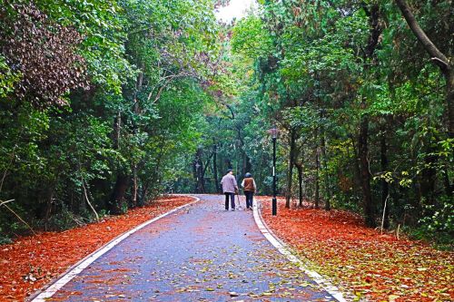 2.风雨过后，山上小径铺满落叶 刘晓笛