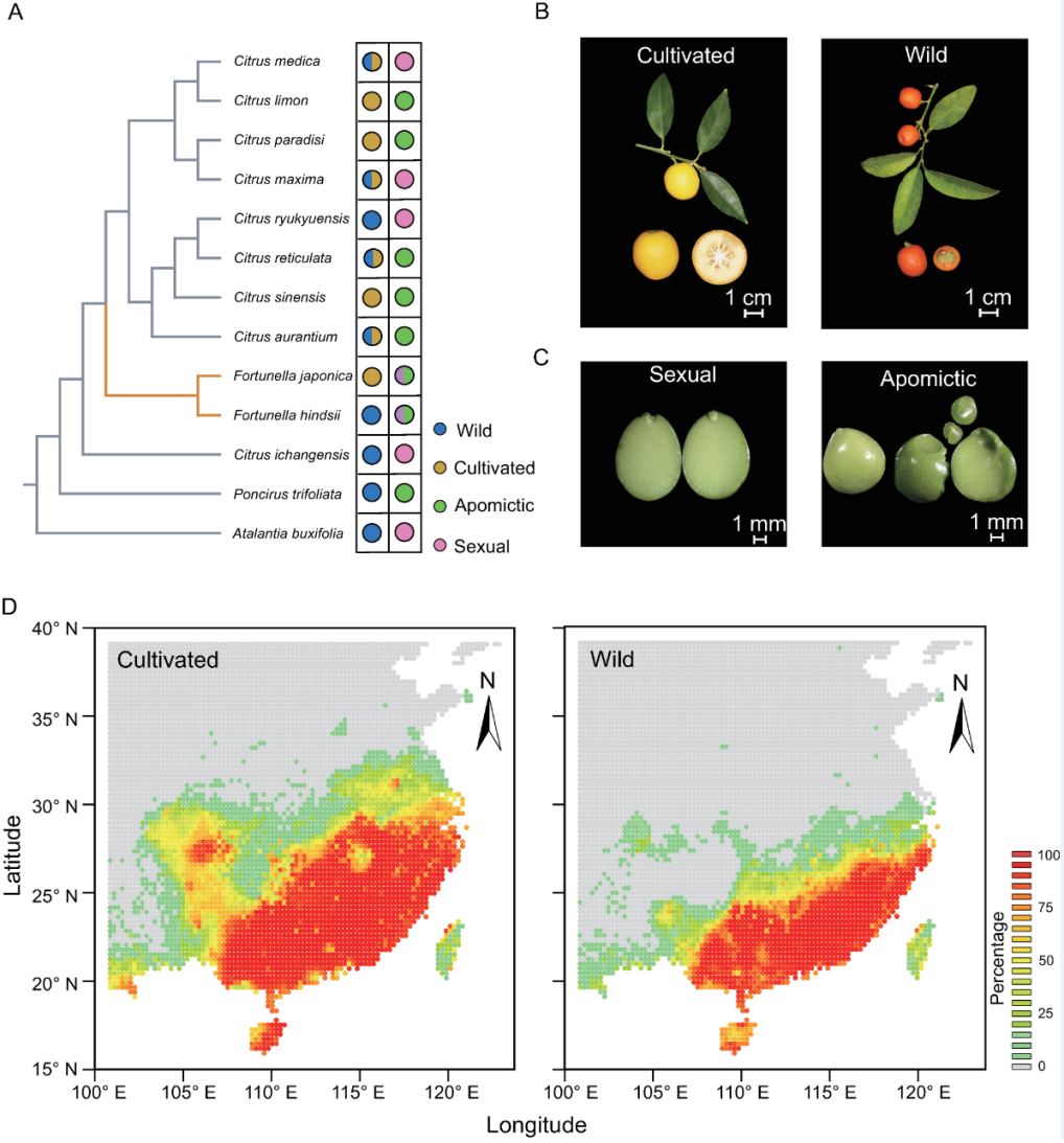 柑橘亚族系统发育、栽培金柑和近缘野生山金柑的不同生殖类型以及地理分布预测