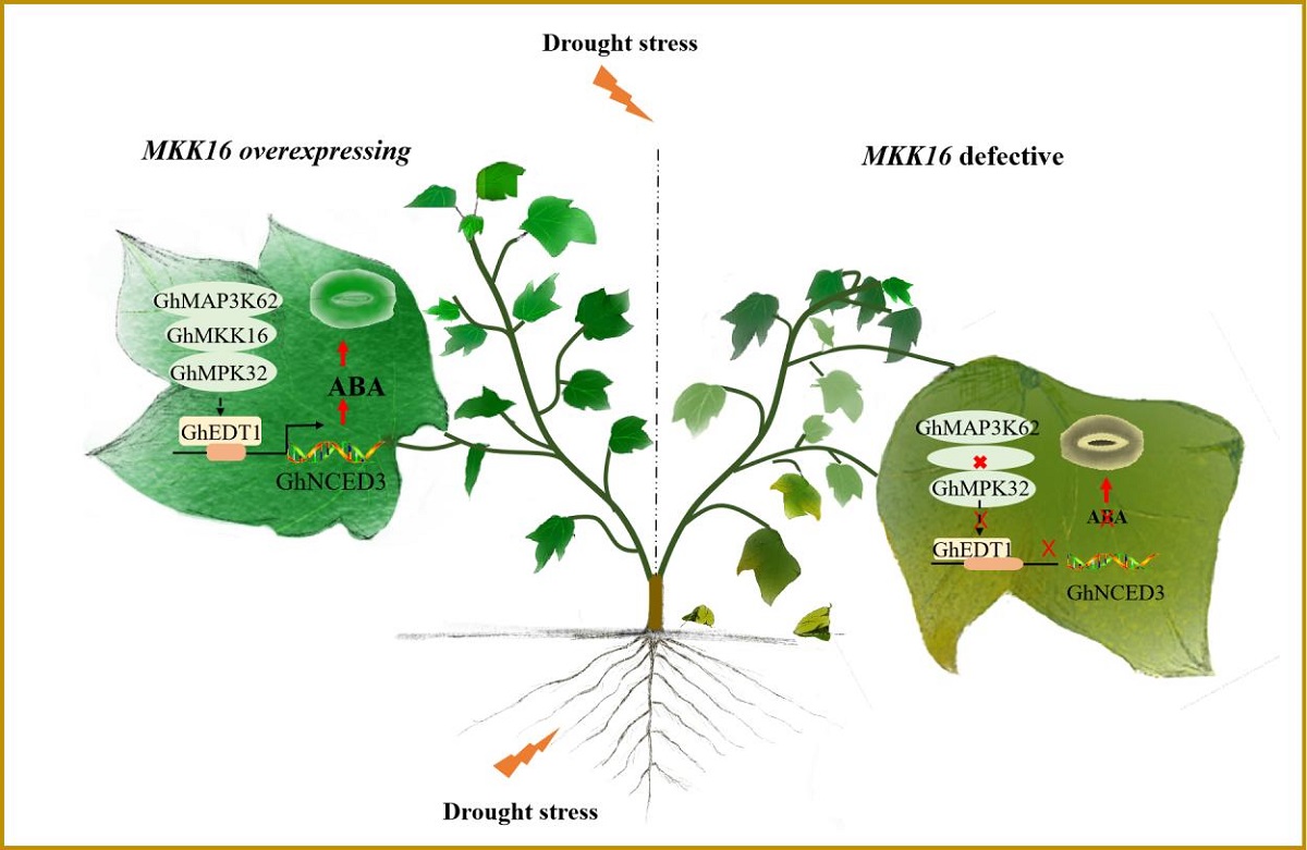 图1分子模块GhMAP3K62-GhMKK16-GhMPK32-GhEDT1-GhNCED3-ABA调控干旱下棉花可塑性发育