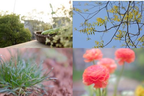 6图六 春朦·春萌