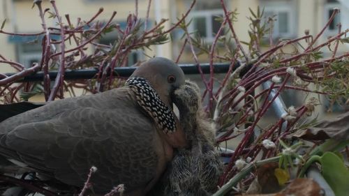 大斑鸠开始喂养孩子