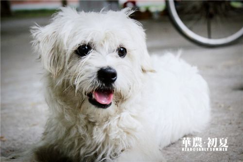 10.小狗在道旁树下趴得自在,吐着舌头散热解乏