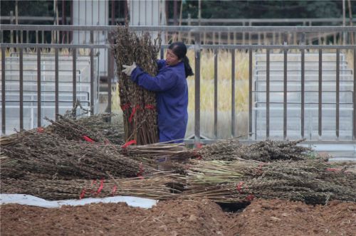 在试验田忙碌的工作人员