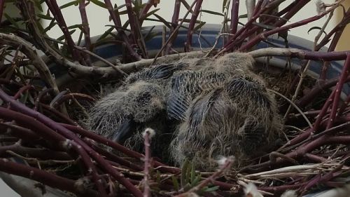 3月10日，小斑鸠的翅膀开始长出羽毛