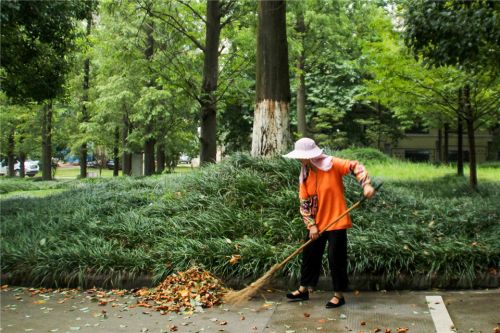6.环卫阿姨在图书馆北边小径打扫雨后的落叶。