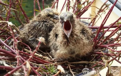 3月13日，小斑鸠对着我的相机发飙