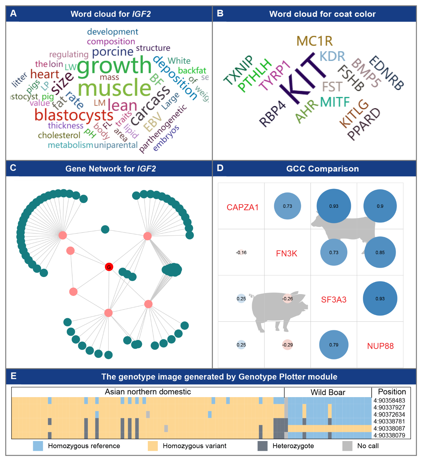 IAnimal调用案例。A、通过文献组学数据可视化结果直观判断IGF2基因和肌肉生长相关；B、通过数据可视化结果判断KIT、MITF等基因和毛色相关；C、与IGF2高度相关的基因构成的调控网络；D、CAPZA1、FN3K、SF3A3和NUP88基因在猪和牛之间的调控模式比较；E、亚洲北方家猪和野猪在指定位点的基因型分布。