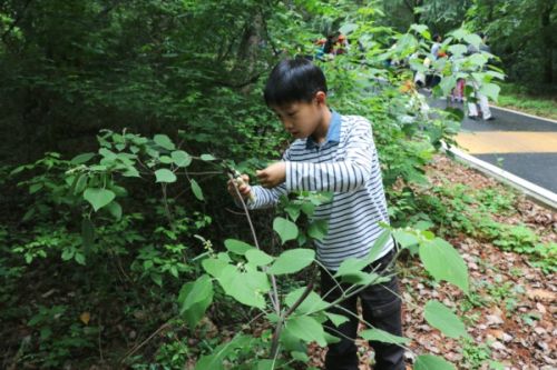 小朋友在仔细采集植物