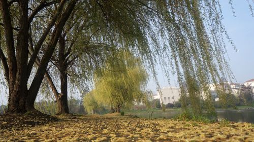 垂落的枝条仿佛轻抚大地的手