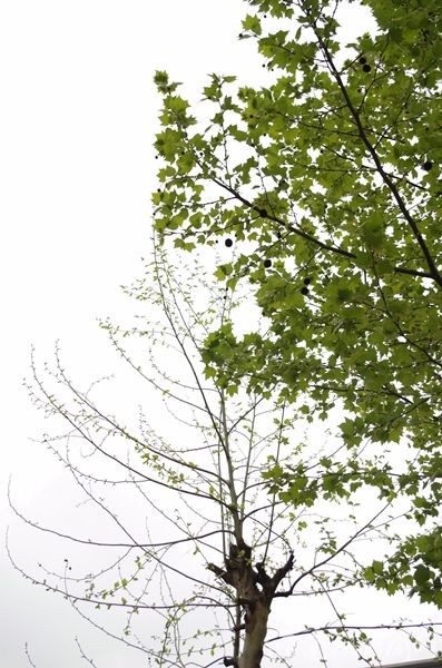 与普通悬铃木对比,左侧的不育悬铃木少叶无果