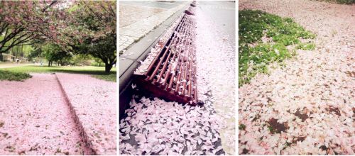 8图八 落樱花舞