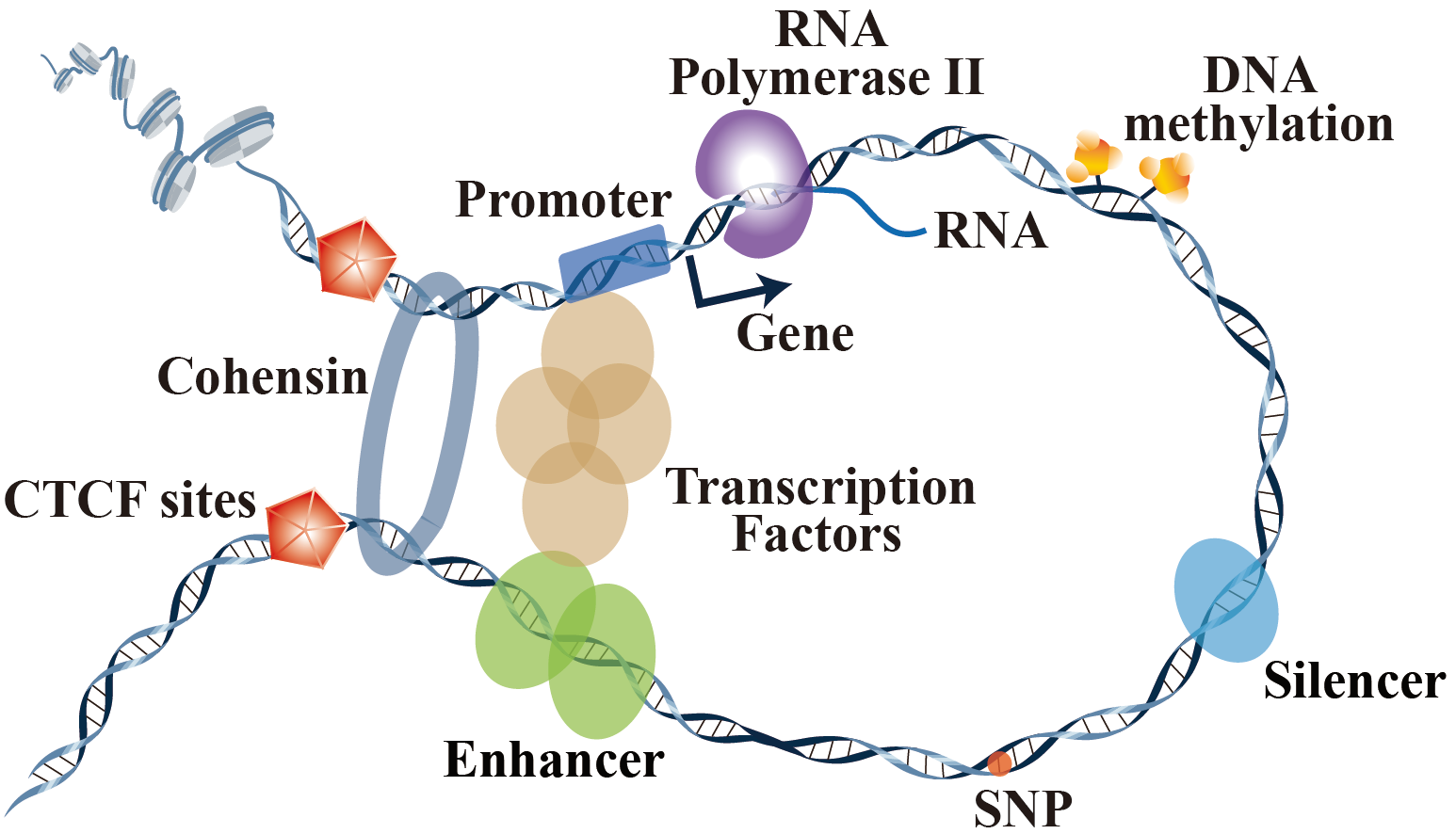 图1. 染色质环（Chromatin loops）结构