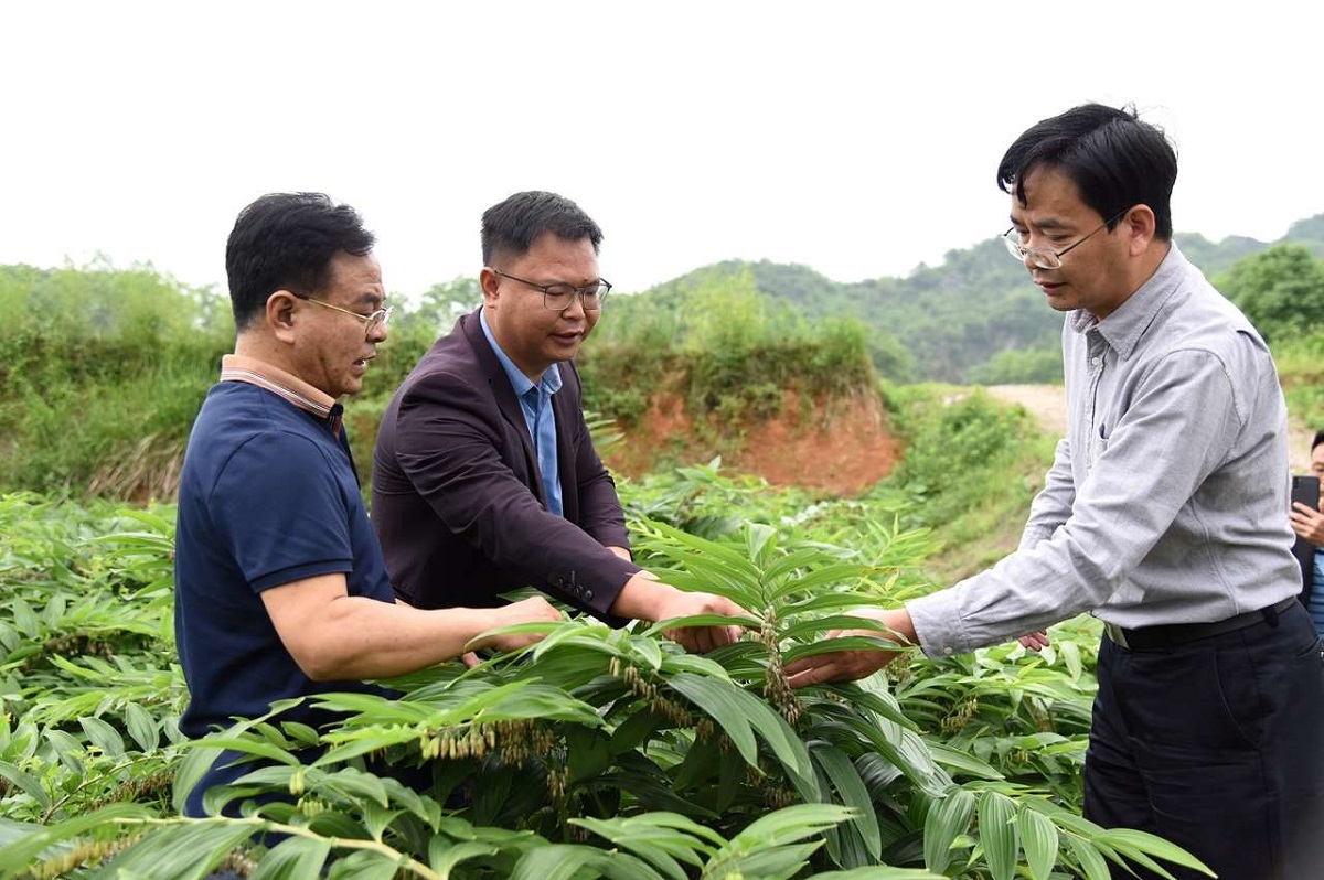 梅之南(右)、王学奎(左)老师在基地指导黄精生产技术