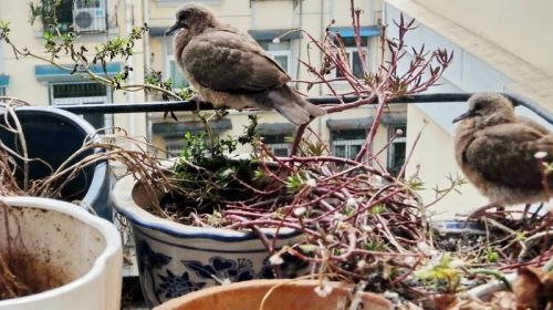 3月23日，一只小斑鸠跳上钢筋搁架。当我拍下这张照片，转身不过两分钟，它，不见了。它是飞走了