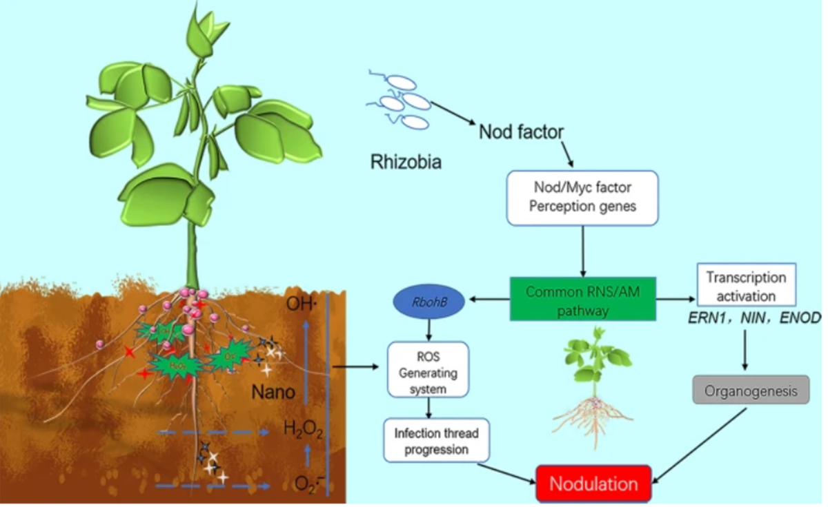 图1. 纳米酶调控ROS促进豆科植物结瘤