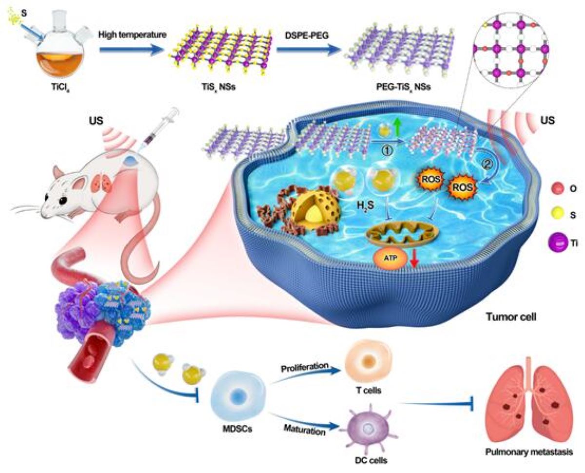 高温有机相法合成TiSX纳米片，用于H2S介导的程序化气体-声动力癌症治疗