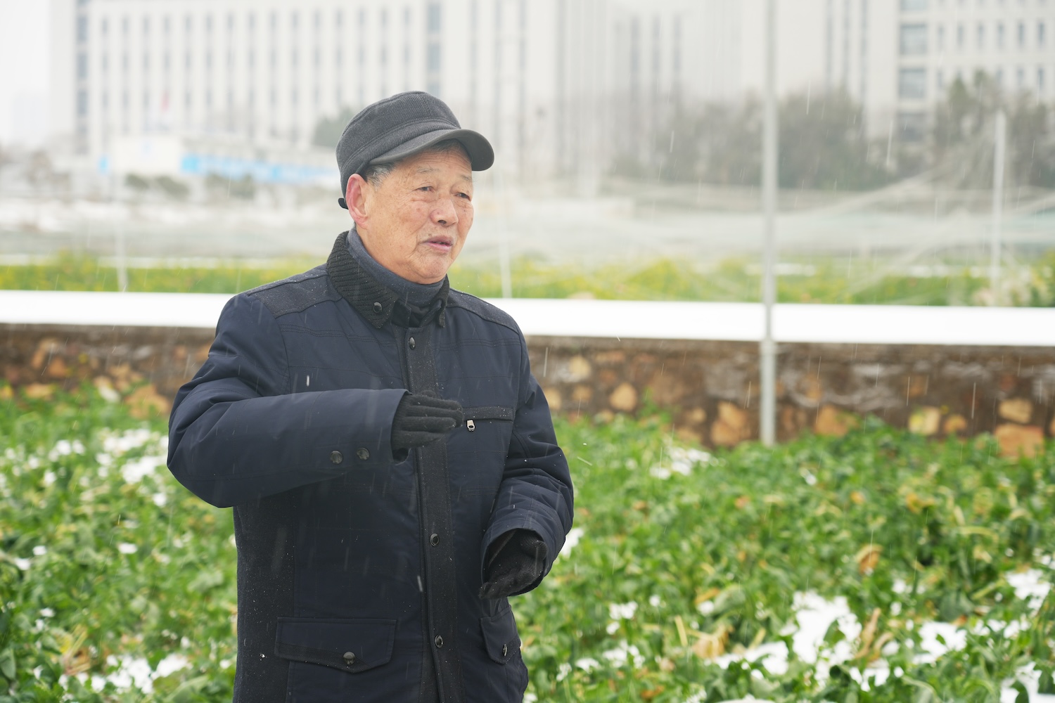 傅廷栋院士在田间讲解油菜防寒防冻注意事项(记者 晏华华 摄)