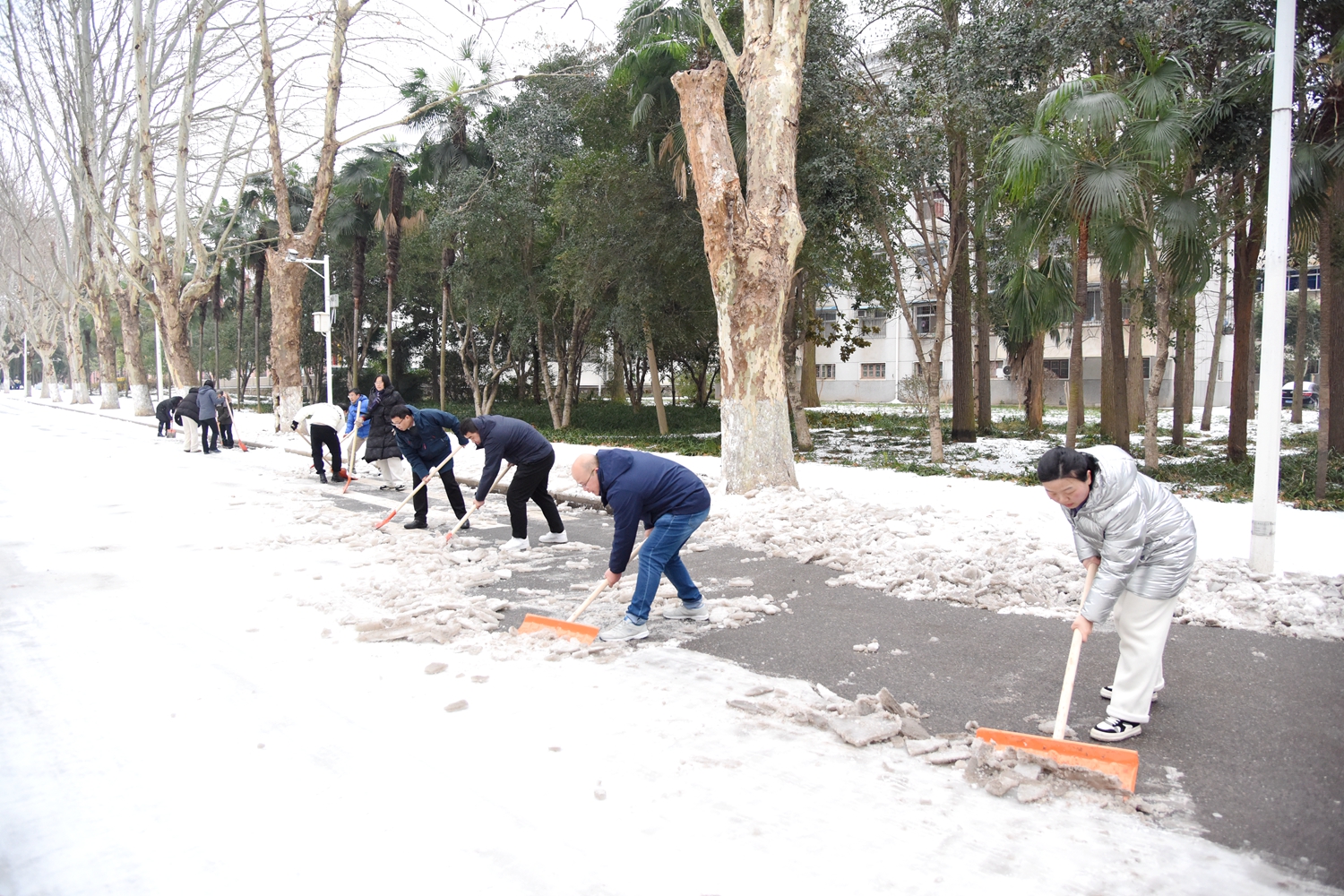 生命科学技术学院师生除雪(蒋朝常 摄)