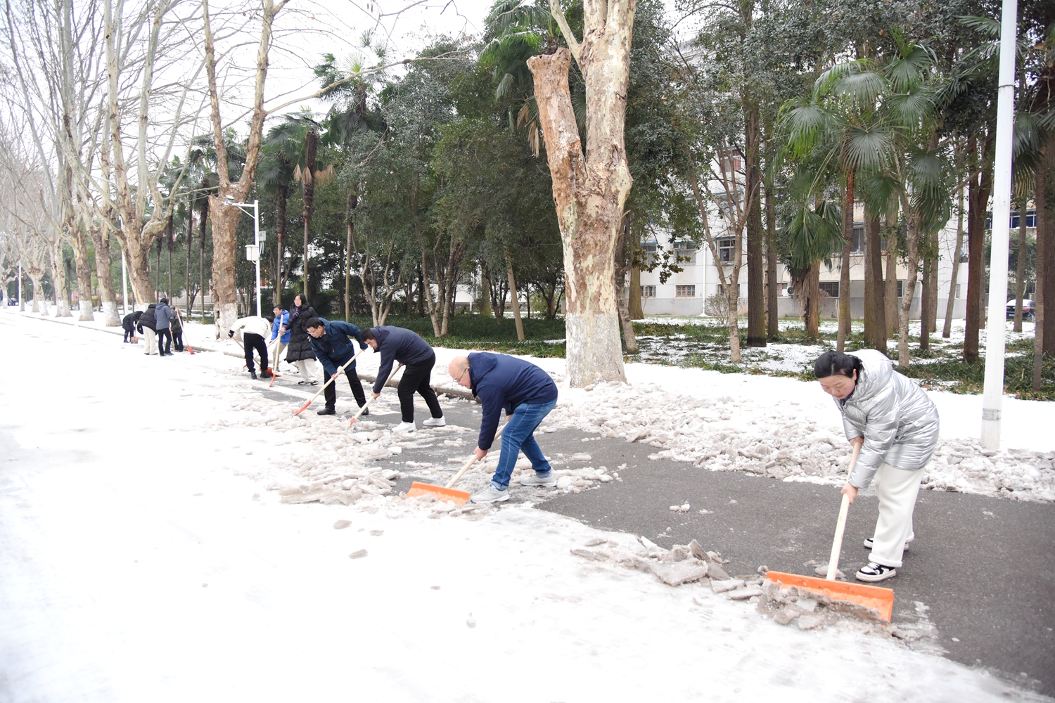 生命科学技术学院师生除雪（蒋朝常 摄）