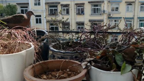 大斑鸠觅食回来了，它“咕咕”地唤着小斑鸠，轻轻向它们走过去。