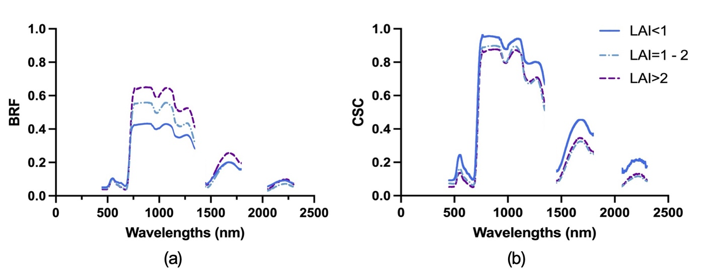 图1不同叶面积指数（LAI）水平下的原始光谱反射率（BRF）和近红外反射率植被指数解耦后得到的冠层散射系数（CSC）。