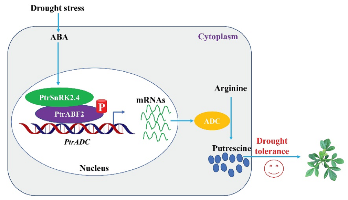图 SnRK2.4-ABF2-ADC分子模块调控腐胺合成模式图