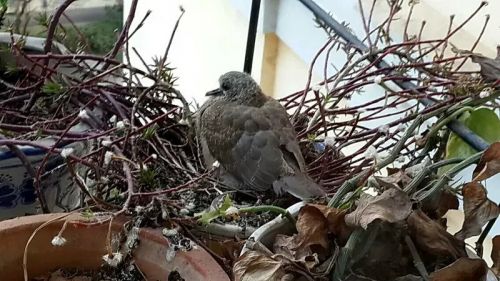 剩下这只孤零零地呆在花钵里。看它的状态，我当时想，也许再过两天，它也会飞走的