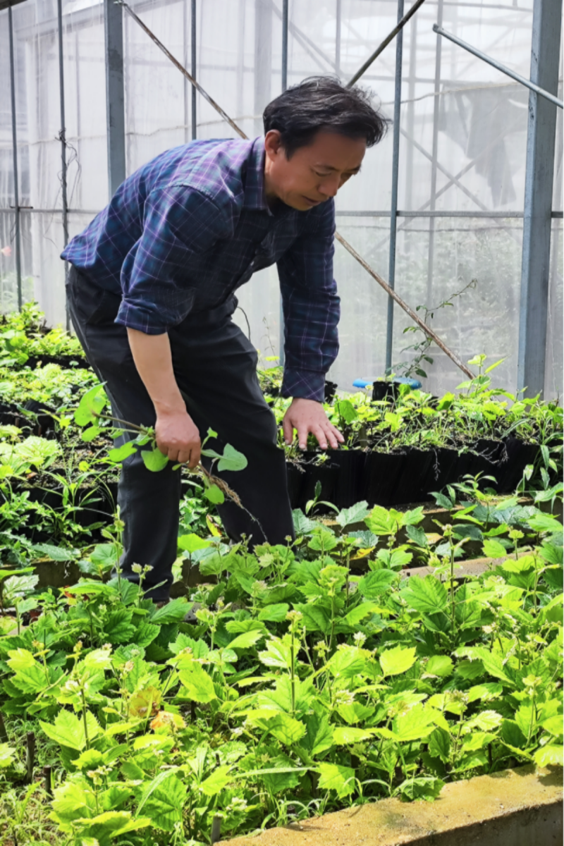 包满珠教授在大棚除草（张锐 摄）