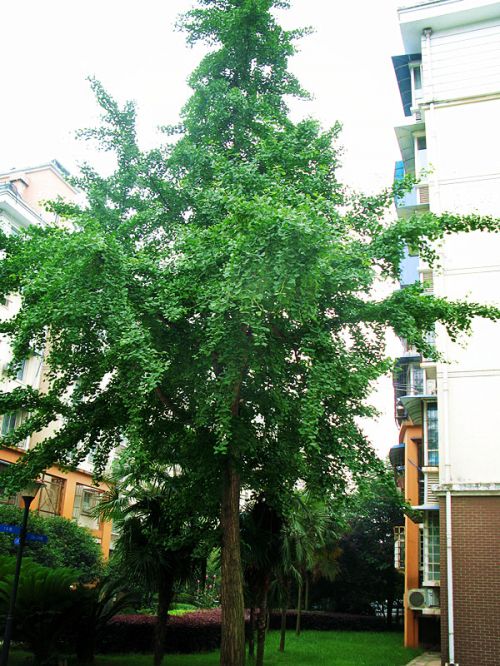 银杏树