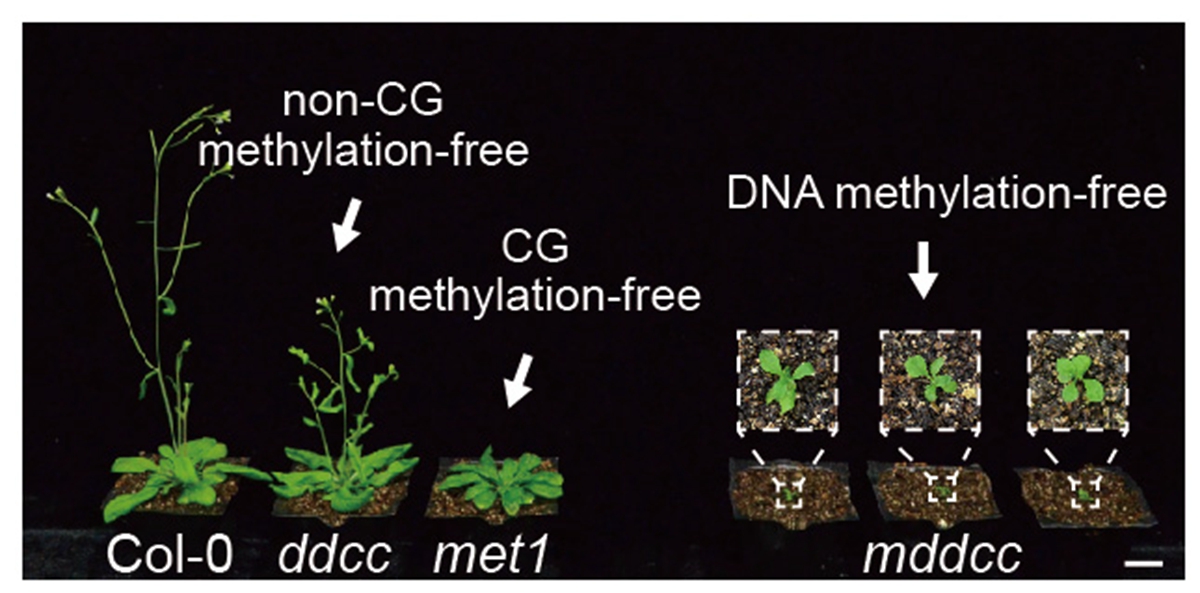 五周大小的拟南芥突变体met1、ddcc和mddcc材料