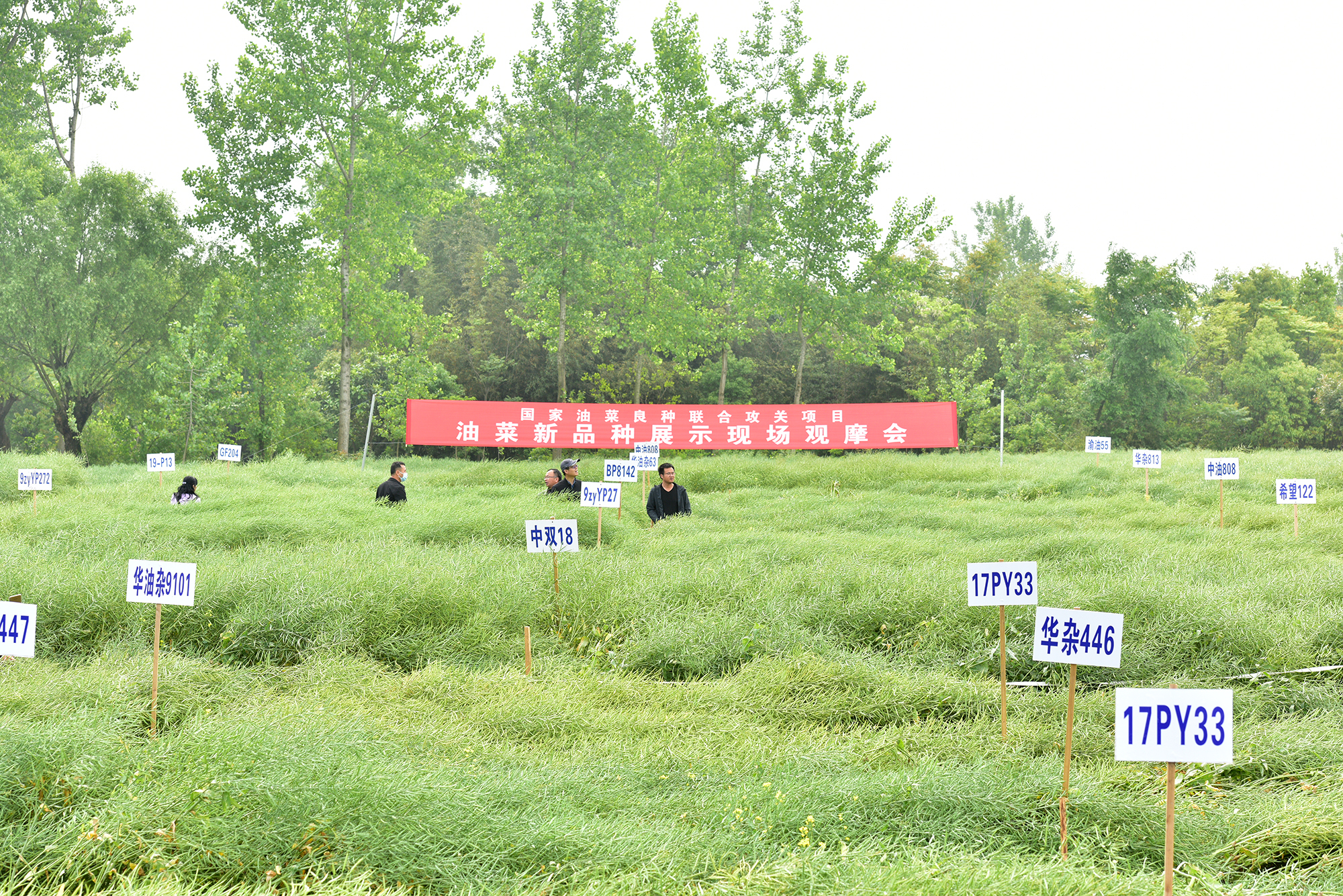 与会人员考察油菜新品种试验(记者 刘涛 摄)