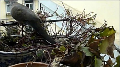 3月8日，大斑鸠在孵出雏鸟后离开鸟巢的瞬间（视频截图）