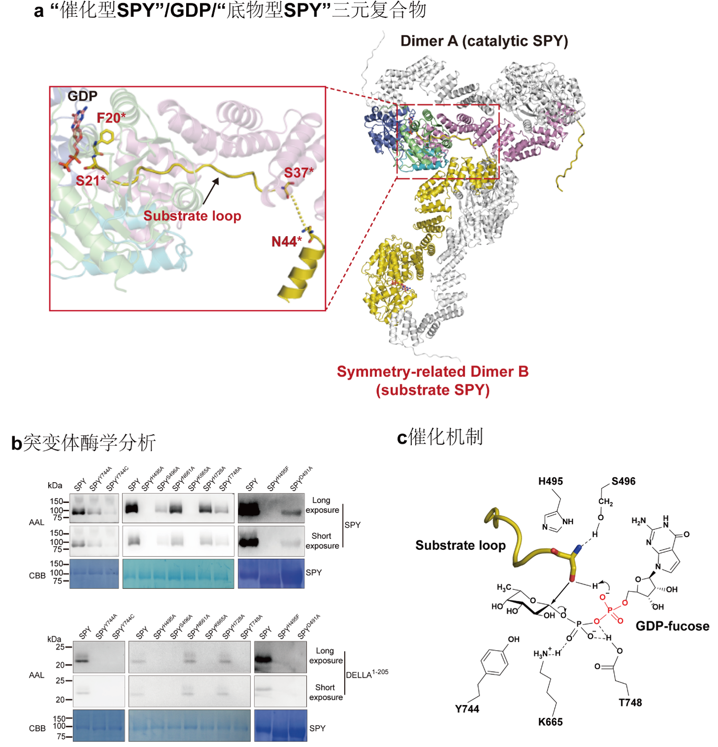 综合运用结构生物学和生物化学等多学科手段，全面阐释了植物新型蛋白质岩藻糖基转移酶SPY发挥功能的分子机制