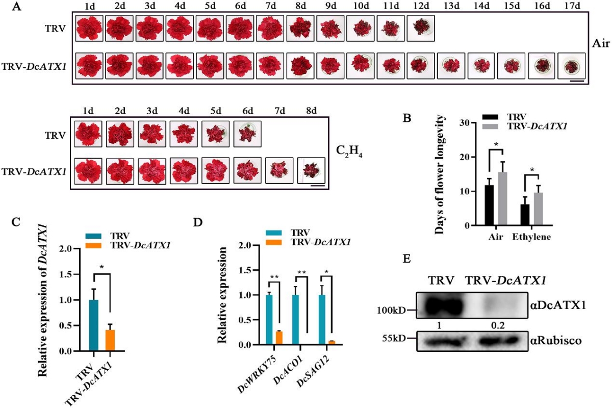 图2. 沉默DcATX1能够明显延缓乙烯诱导的康乃馨花瓣衰老进程(1)